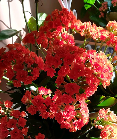 秋天开什么花？这几种花期长还好养