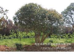 苗木规格有讲究