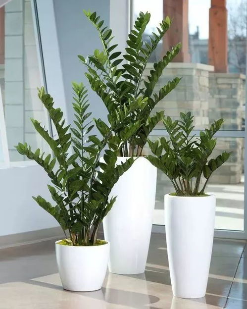 食虫植物浇水时需要注意什么如何掌握浇水量以避免过度或不足
