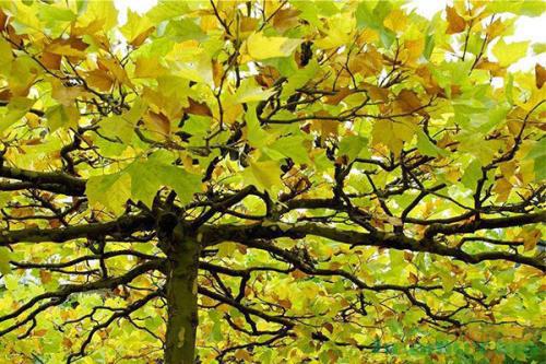 打造庭院，就要有层次感