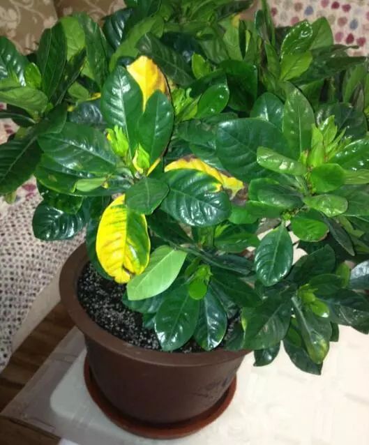 绿罗叶子发黄，别慌！急救黄叶省80%养护费，3招复活秘籍详解