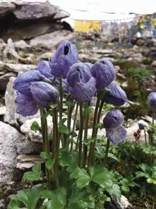 野外蓝花之谜：是何种药材？如何辨识？