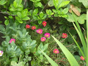 花卉小虫子，如何高效除掉