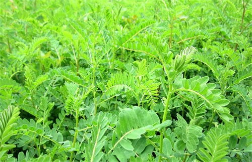 播种时间有讲究