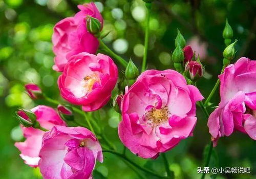 凌霄花象征爱情如藤蔓般坚韧向上