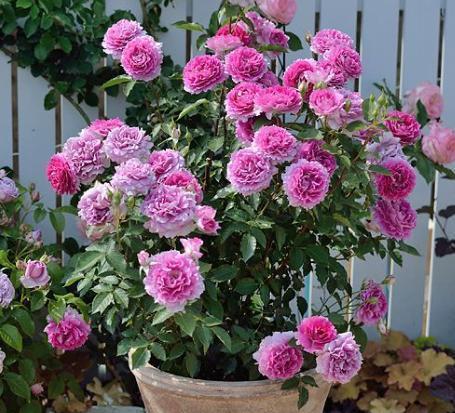 天方夜谭月季：大花微月， 柠檬香味