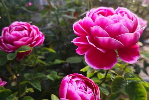 防范黄叶：注意事项要牢记