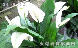一帆风顺叶子发黄怎么办？是浇水过多还是施肥不足