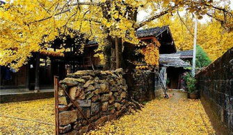 门前树木的选择