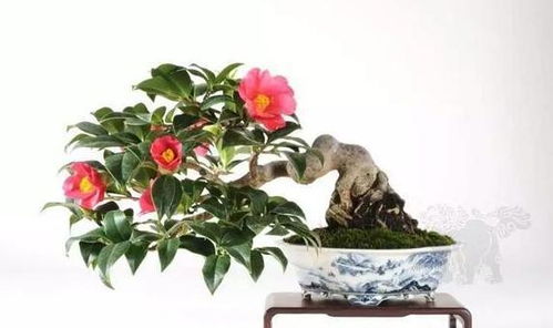 跟茶花相似的花叫什么？