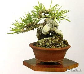 宝塔松的树干：大自然的神奇之作