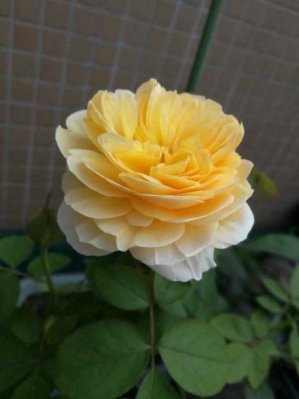 新手种植月季， 品种挑选甜蜜的苦恼