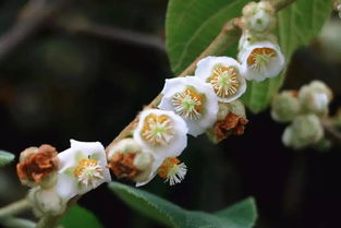 西番莲， 热带风情的代表