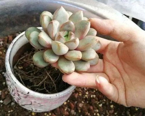帝玉多肉服盆蜕皮技巧：掌握关键步骤
