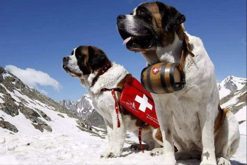 小狗如何在寒冷的冬季生存下来？