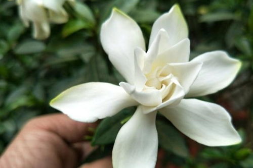 栀子花花朵发黄的原因探究