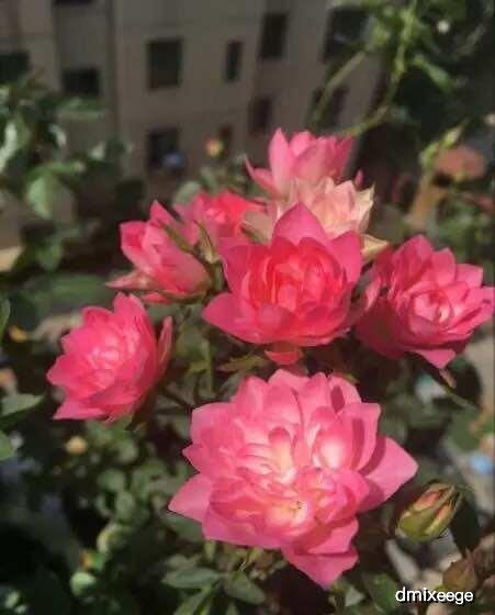 微型月季品种那些事儿