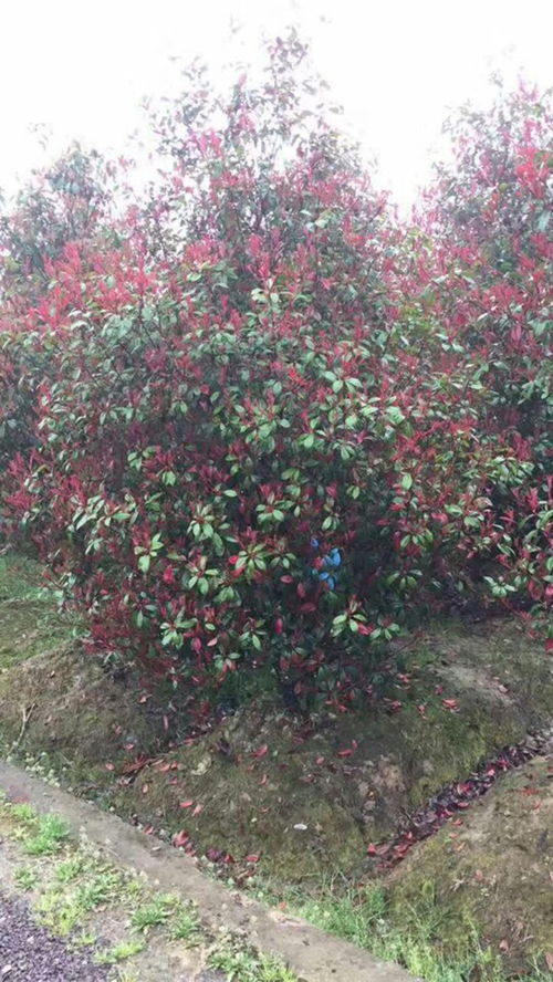 红叶石楠价格表，让我来给你念念