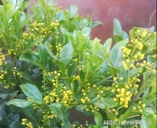 养米兰花的乐趣和烦恼