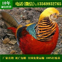 红白腹锦鸡养殖需适宜气候、充足食物和充足空间