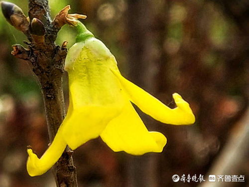 迎春花开花吗？