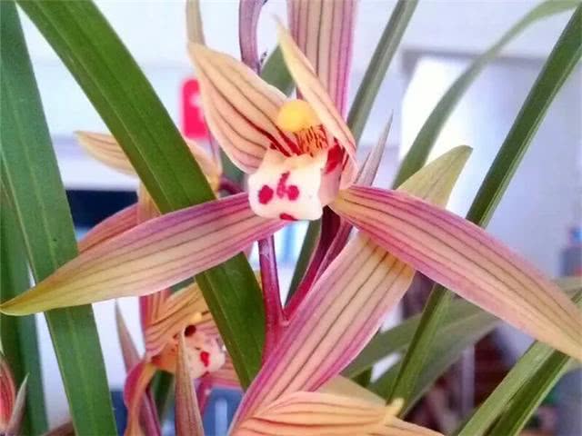 金边瑞香，品种多，哪个Zui香？