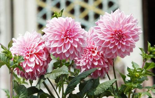 适应性强的一年生花卉：牵牛花的顽强