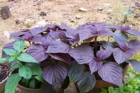 紫苏收获，时机彳艮重要