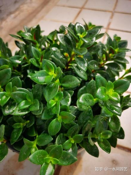 鹿沼土适合种什么植物？这几种花卉都喜欢它