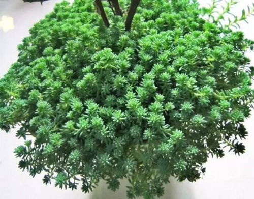 这盆大花旁边的小草，真是园艺中的铺地草吗？