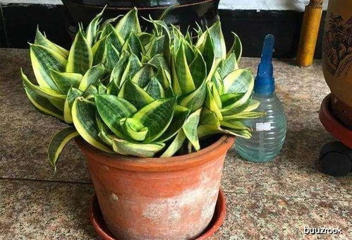 虎皮兰：好养又耐堪的植物