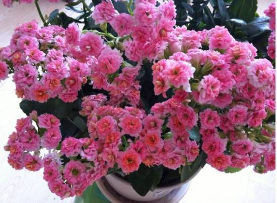 风信子与杜鹃：冬天的顽强生命