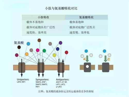 抗菌肽在养殖中应用：增强动物免疫力