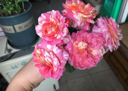 花期长， 像个小仙女一样