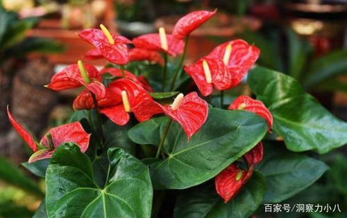 光照篇：红掌的阳光小秘密