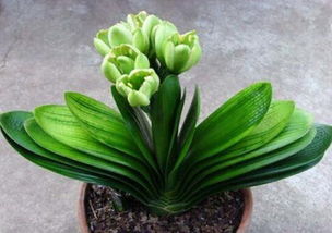 君子兰两片叶子长在哪？这背后有何奥秘？