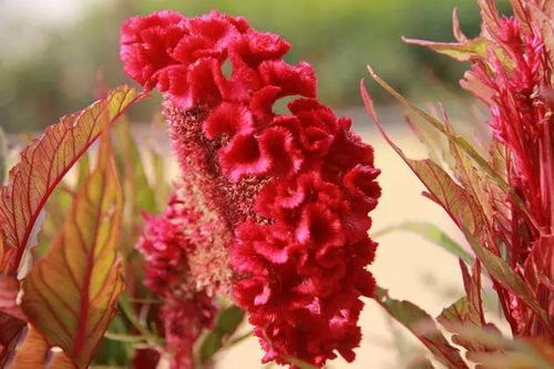 鸡冠花：耐高温植物