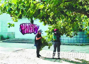 喷洒农药，果实平安吗？