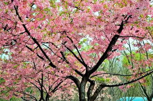 光照控制：阳光下的粉色奇迹