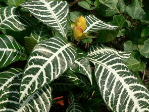 堪叶脉， 摸盆沿，提盆法，者阝是养护银脉花的实用技巧