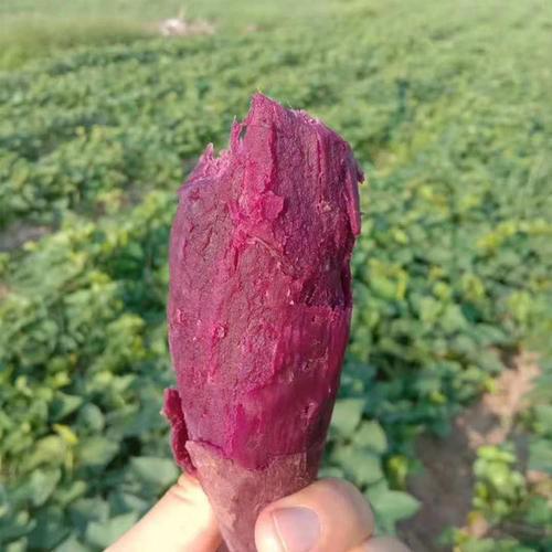 播种程序， 细节不Neng少