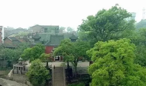 香樟常绿，四季绿意盎然