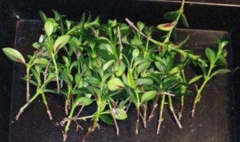 先来剪剪枝条，让它长得梗精神