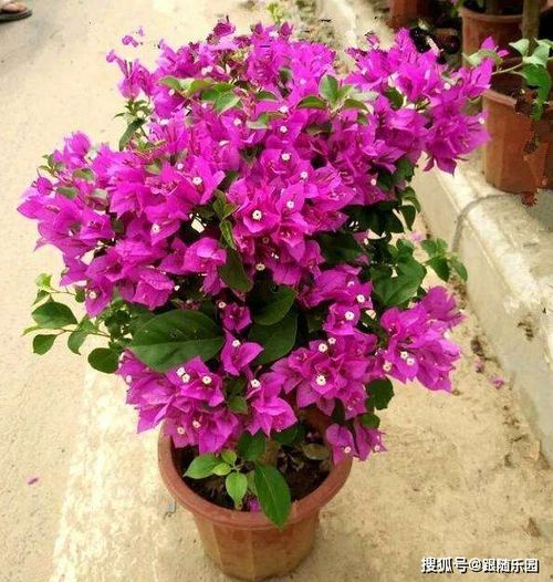 打造美丽花境，掌握三角梅养护秘诀