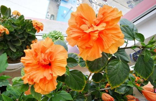 冬季扶桑花修剪，先剪枯枝