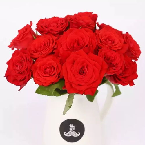 玫瑰花枯萎时间，影响因素大揭秘