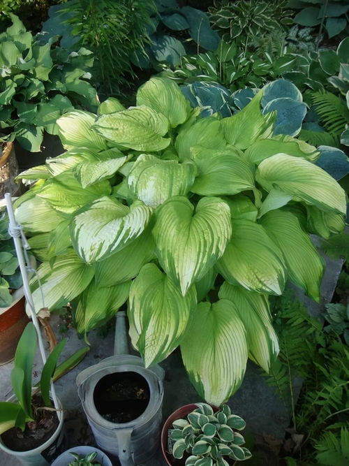 再说说留个思考题：为什么有些耐阴植物在阴棚反而长得不如室外？秘密在于