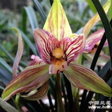 兰花分苗，如何科学种植