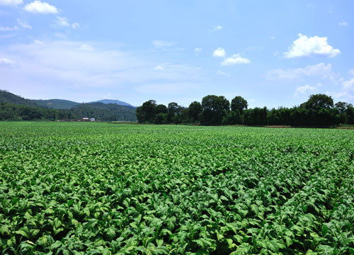 林子里的宝贝，多得是