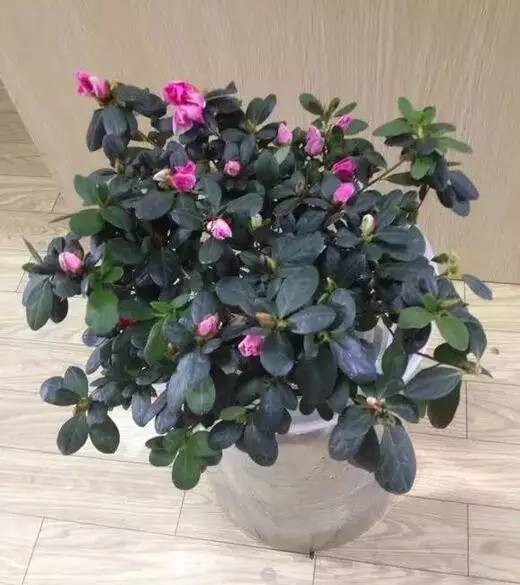 一、 选择合适的水培器皿